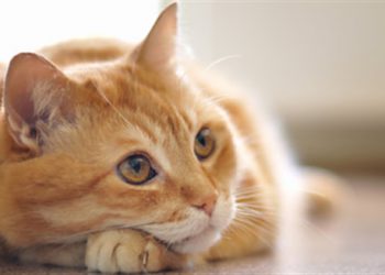 Feline diabetes –cat diabetes info identifying diabetes in cats