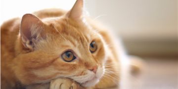 Feline diabetes –cat diabetes info identifying diabetes in cats