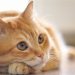 Feline diabetes –cat diabetes info identifying diabetes in cats