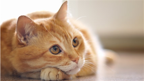 Feline diabetes –cat diabetes info identifying diabetes in cats