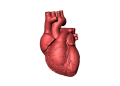 Diabetes and Heart Disease – is there a connection?